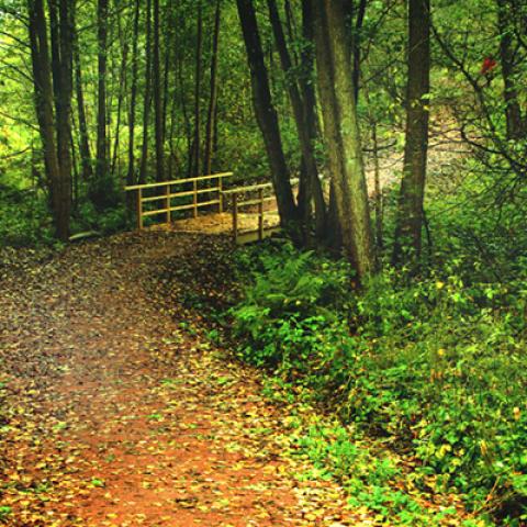 image forests_and_trees_hr_0004-jpg