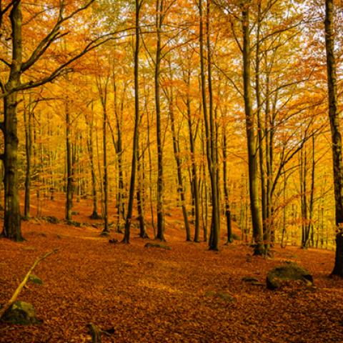image forests_and_trees_hr_0005-jpg