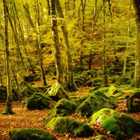 image forests_and_trees_hr_0006-jpg