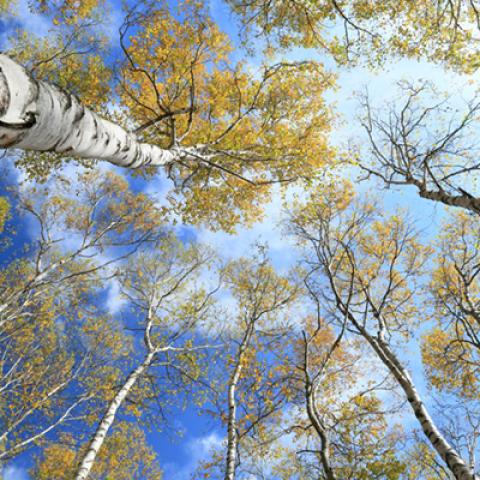 image forests_and_trees_hr_0007-jpg