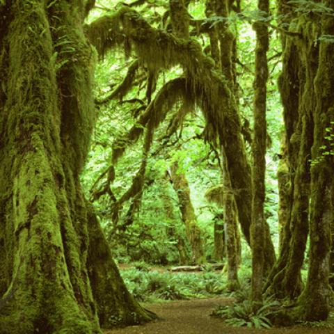 image forests_and_trees_hr_0009-jpg