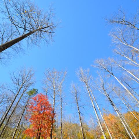 image forests_and_trees_hr_0010-jpg
