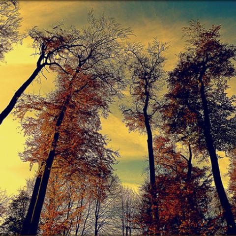 image forests_and_trees_hr_0012-jpg