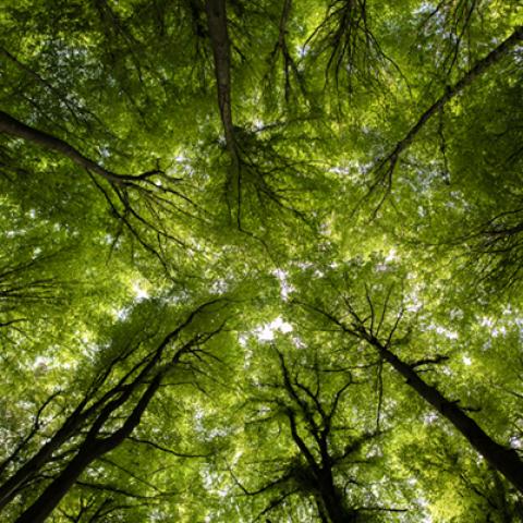 image forests_and_trees_hr_0013-jpg