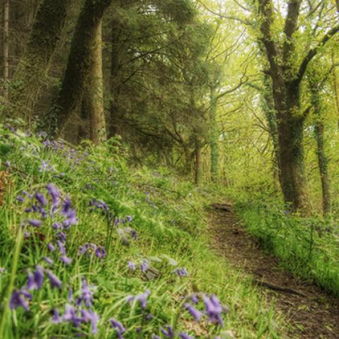 image forests_and_trees_hr_0014-jpg
