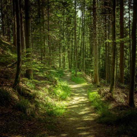 image forests_and_trees_hr_0015-jpg