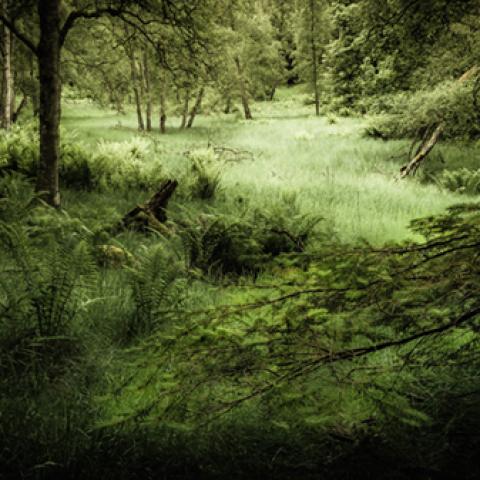 image forests_and_trees_hr_0016-jpg