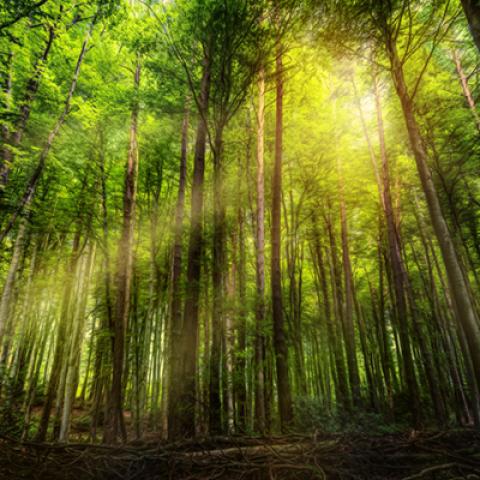 image forests_and_trees_hr_0017-jpg