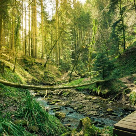 image forests_and_trees_hr_0018-jpg