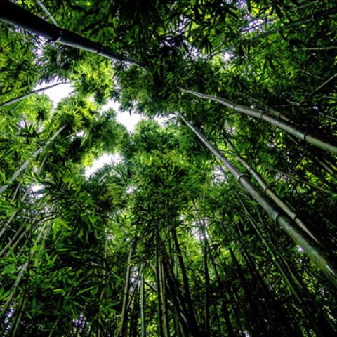 image forests_and_trees_hr_0019-jpg