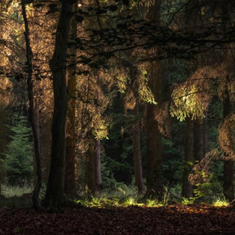 image forests_and_trees_hr_0020-jpg