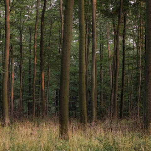 image forests_and_trees_hr_0021-jpg