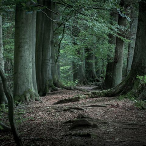image forests_and_trees_hr_0022-jpg