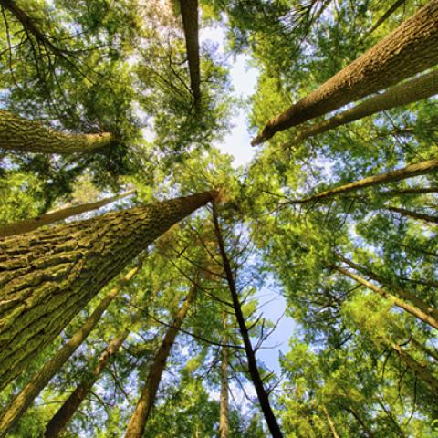 image forests_and_trees_hr_0023-jpg