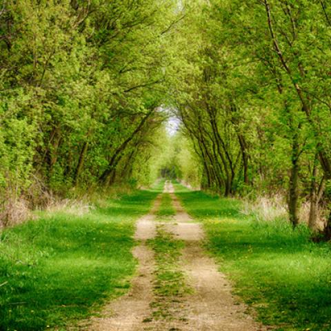 image forests_and_trees_hr_0024-jpg