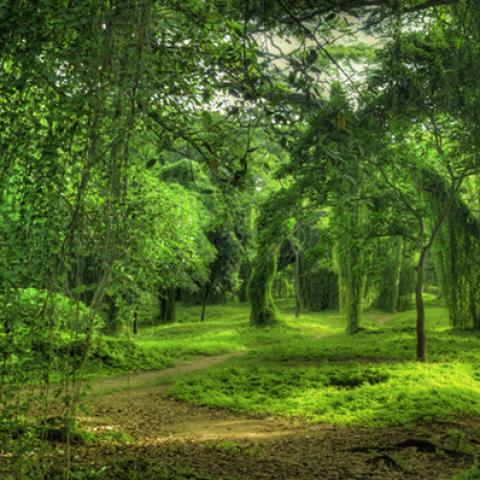 image forests_and_trees_hr_0025-jpg