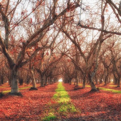 image forests_and_trees_hr_0026-jpg