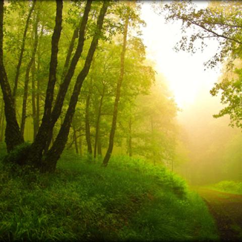 image forests_and_trees_hr_0027-jpg
