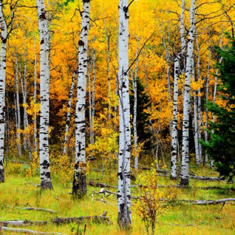 image forests_and_trees_hr_0028-jpg