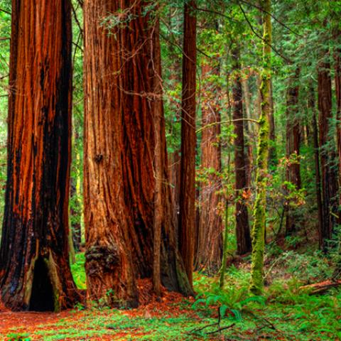image forests_and_trees_hr_0029-jpg