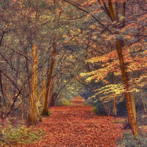 image forests_and_trees_hr_0030-jpg