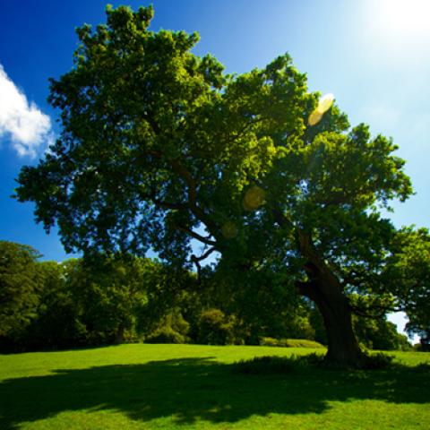 image forests_and_trees_lr_0001-jpg