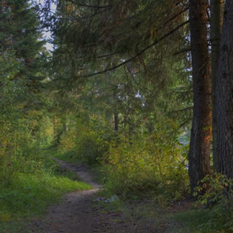 image forests_and_trees_lr_0002-jpg
