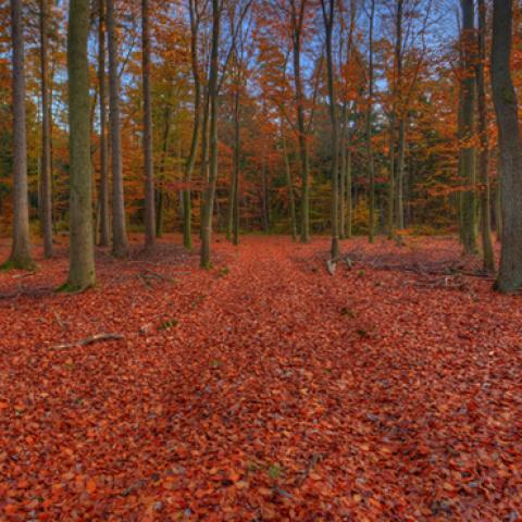 image forests_and_trees_lr_0003-jpg