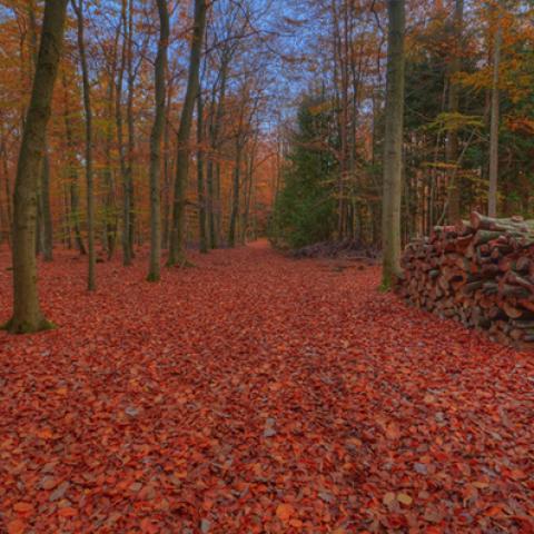 image forests_and_trees_lr_0004-jpg