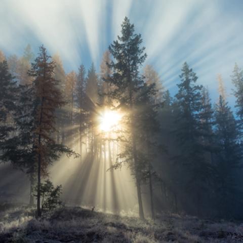 image forests_and_trees_lr_0006-jpg