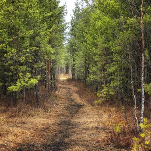image forests_and_trees_lr_0007-jpg