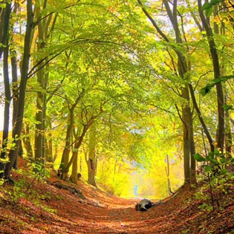 image forests_and_trees_lr_0008-jpg