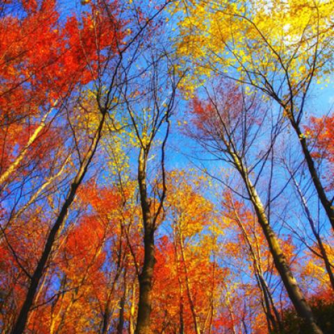 image forests_and_trees_lr_0009-jpg