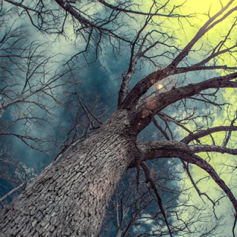 image forests_and_trees_lr_0010-jpg