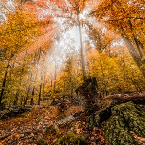 image forests_and_trees_lr_0011-jpg