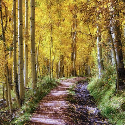 image forests_and_trees_lr_0013-jpg