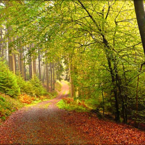 image forests_and_trees_lr_0014-jpg