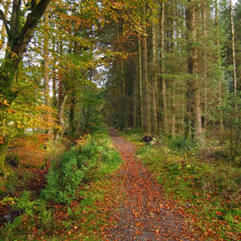 image forests_and_trees_lr_0015-jpg