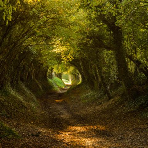 image forests_and_trees_lr_0017-jpg