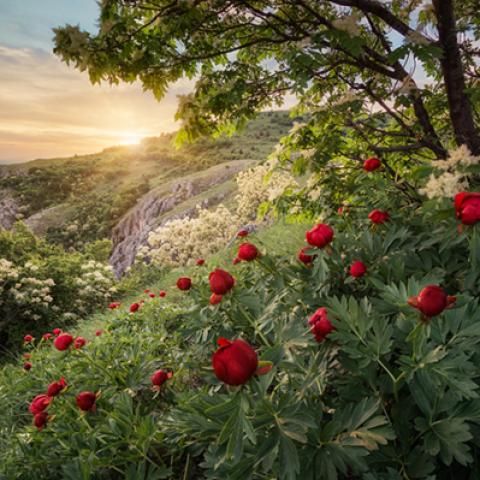 image forests_and_trees_lr_0018-jpg