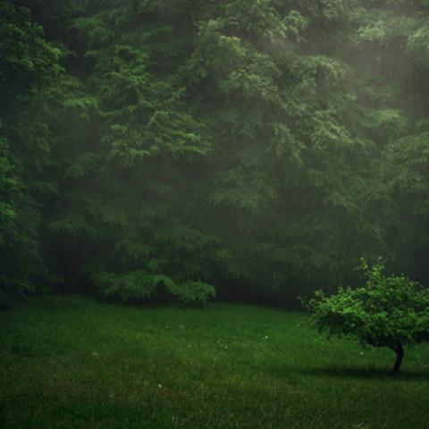 image forests_and_trees_lr_0019-jpg