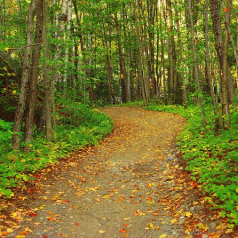 image forests_and_trees_lr_0020-jpg