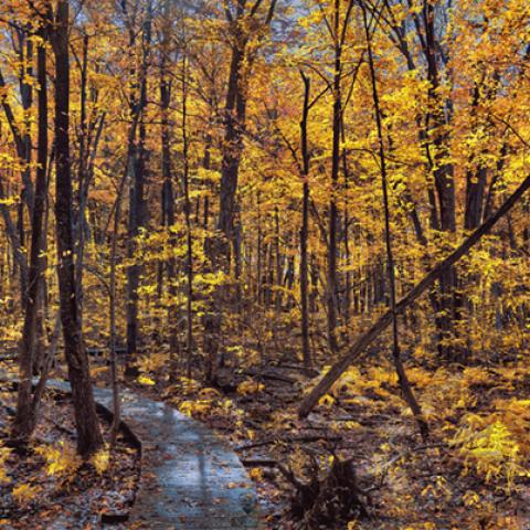 image forests_and_trees_lr_0021-jpg