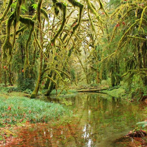 image forests_and_trees_lr_0023-jpg