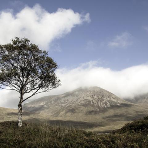 image forests_and_trees_lr_0024-jpg