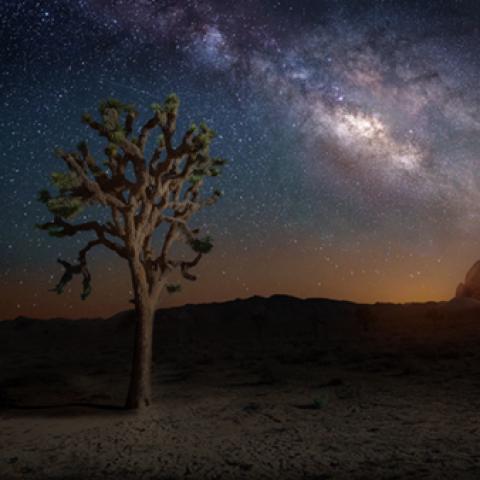 image forests_and_trees_lr_0025-jpg