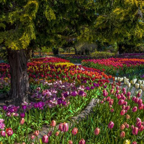 image forests_and_trees_lr_0026-jpg