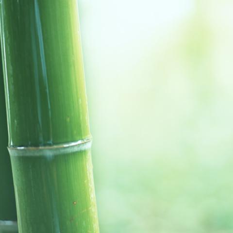 image forests_and_trees_lr_0028-jpg