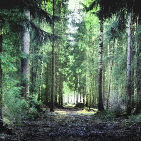 image forests_and_trees_lr_0030-jpg