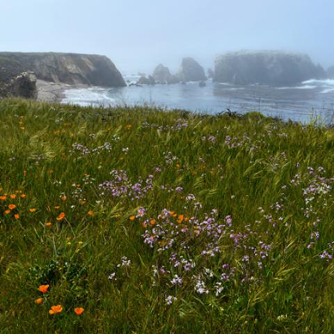 image grass_hr_0002-jpg